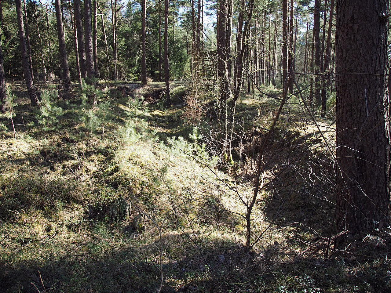Remains of the Unterlüß subcamp. Hungarian Jewish women did logging work in this forest (Wikipedia/Hajotthu)